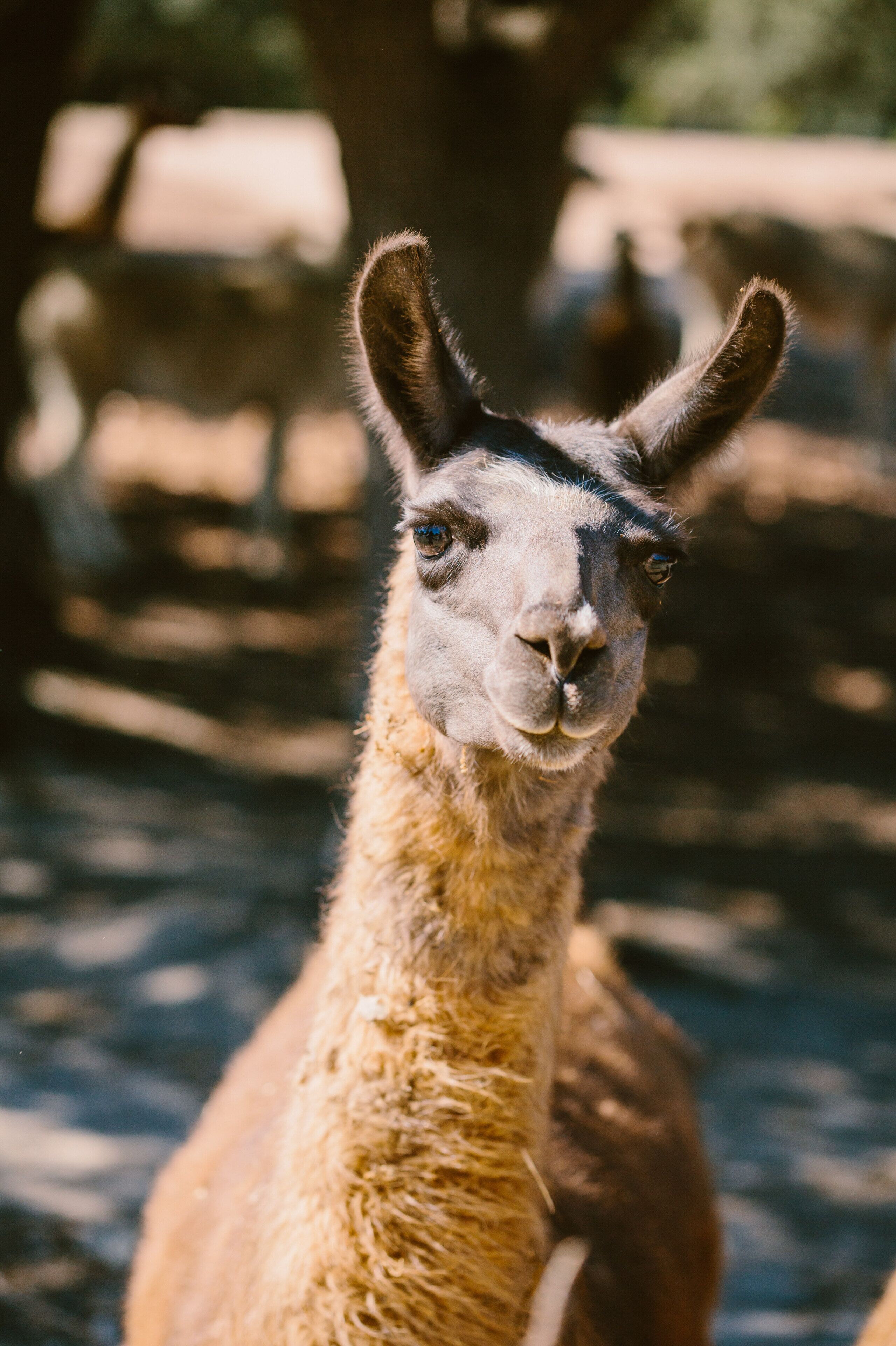 Un lama à la robe brune, avec des marques noires sur le visage, se tient dans un espace extérieur sur fond flou.