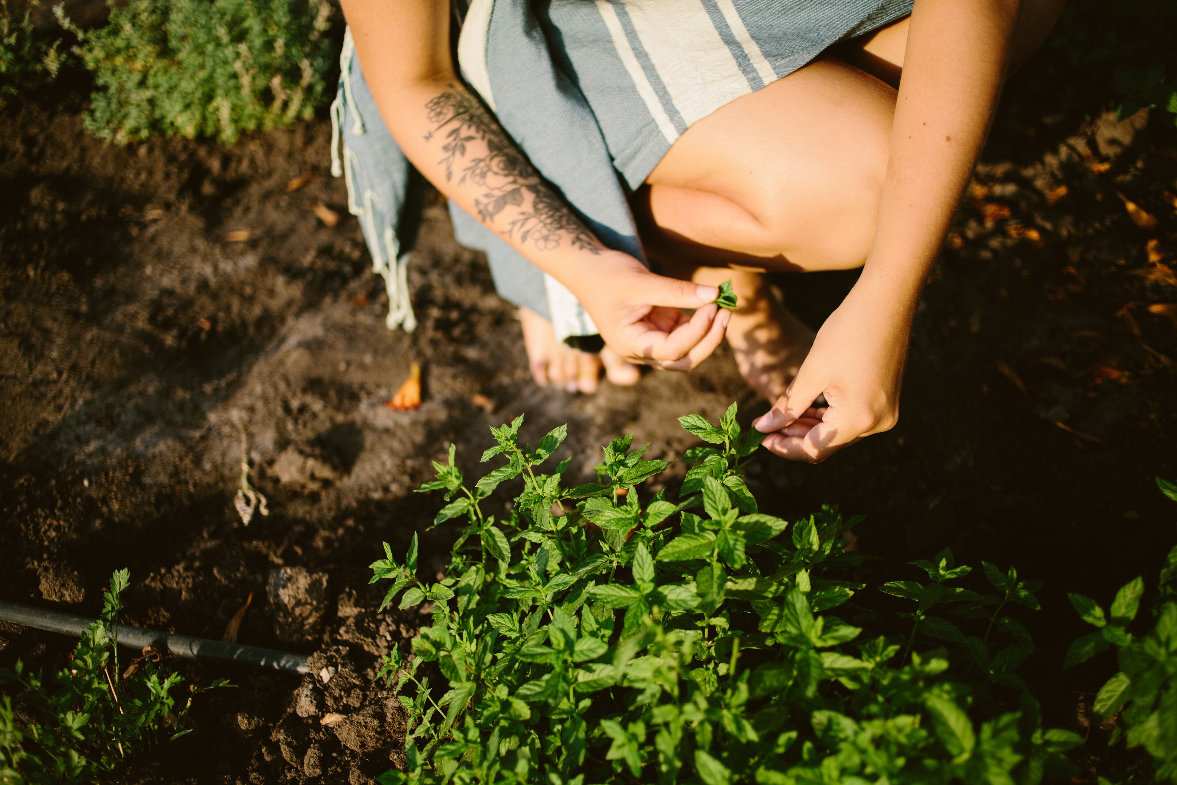 Une personne qui plante un jeune plant dans un parterre.