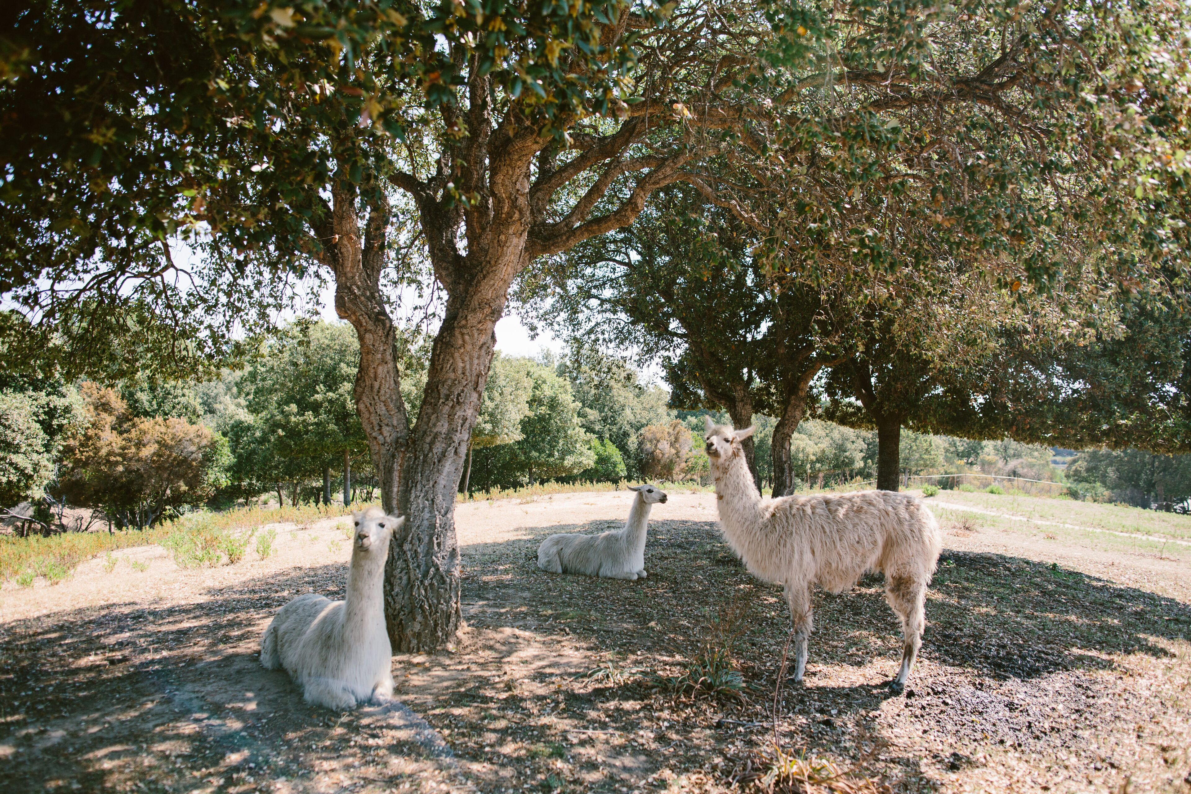 A tree with llamas resting under its shade.