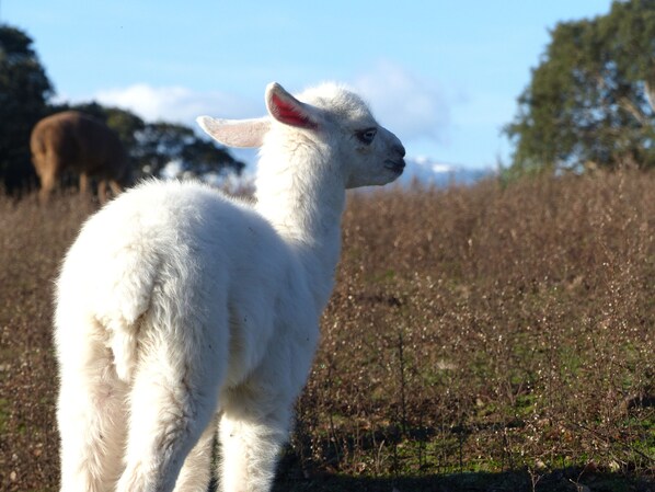 A white llama standing in a field with dry grass and trees in the background.