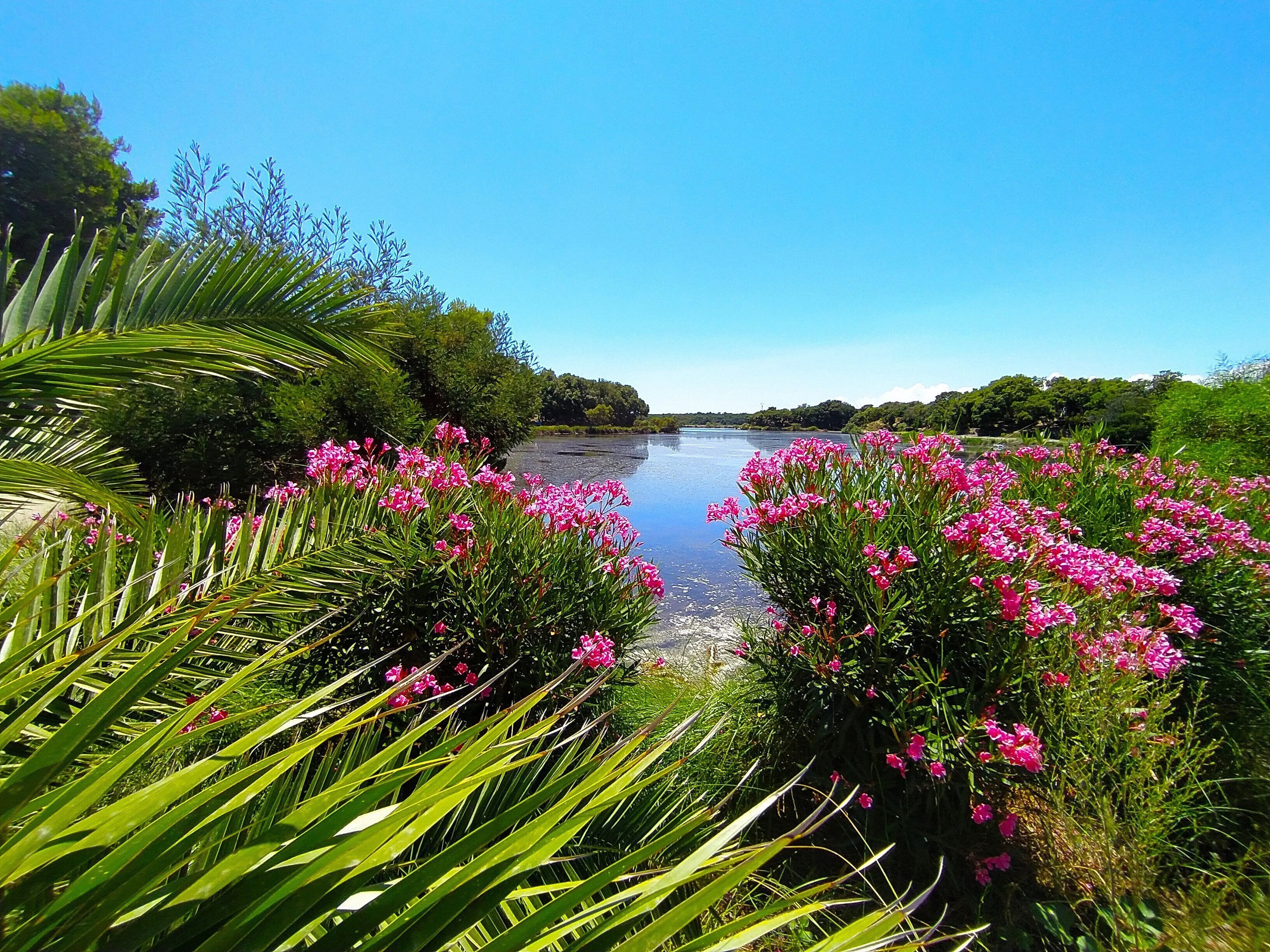 Une rivière bordée de fleurs roses et de feuillage verdoyant.