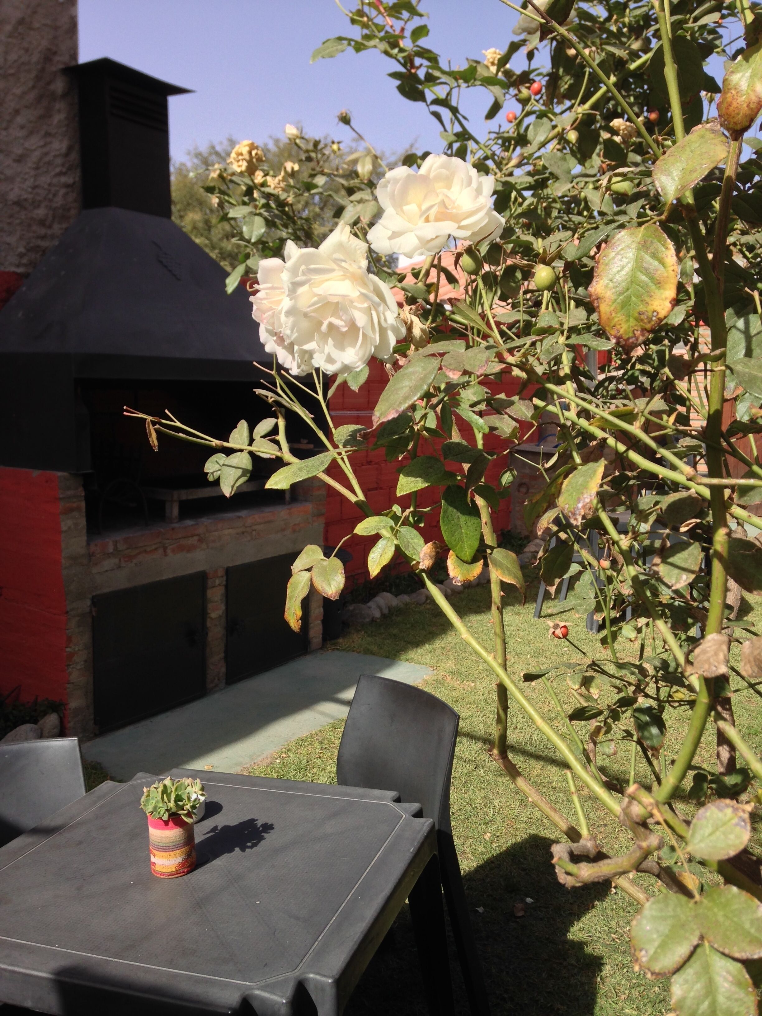 Une terrasse avec une table et des chaises, une petite plante en pot et un rosier aux fleurs blanches.