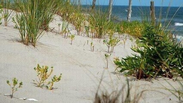 A sandy beach with sparse vegetation and a wooden fence.