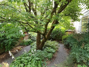A garden with a tree, a gravel path, and various plants.