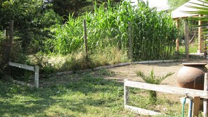 Ein Garten mit einem eingezäunten Maisfeld, einem Feldweg und einem großen Terrakottatopf.
