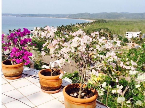 Potted plants on a tiled terrace with a view of a coastline and distant hills.