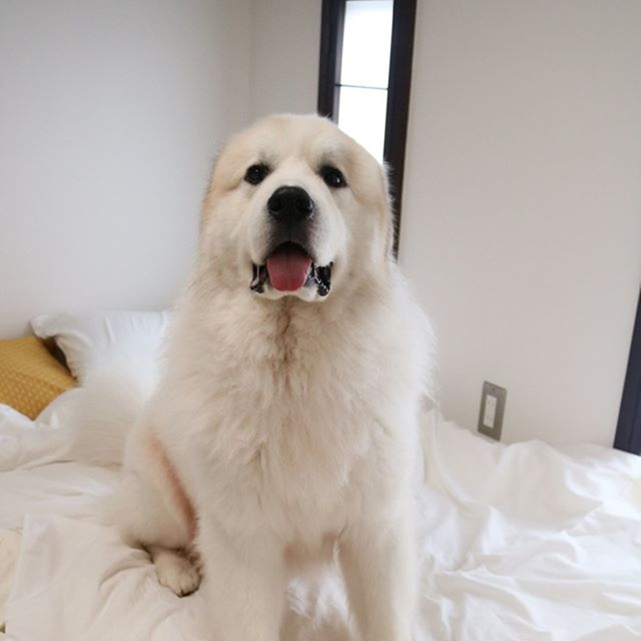 A large, fluffy white dog sitting on a bed with white bedding and a yellow pillow.