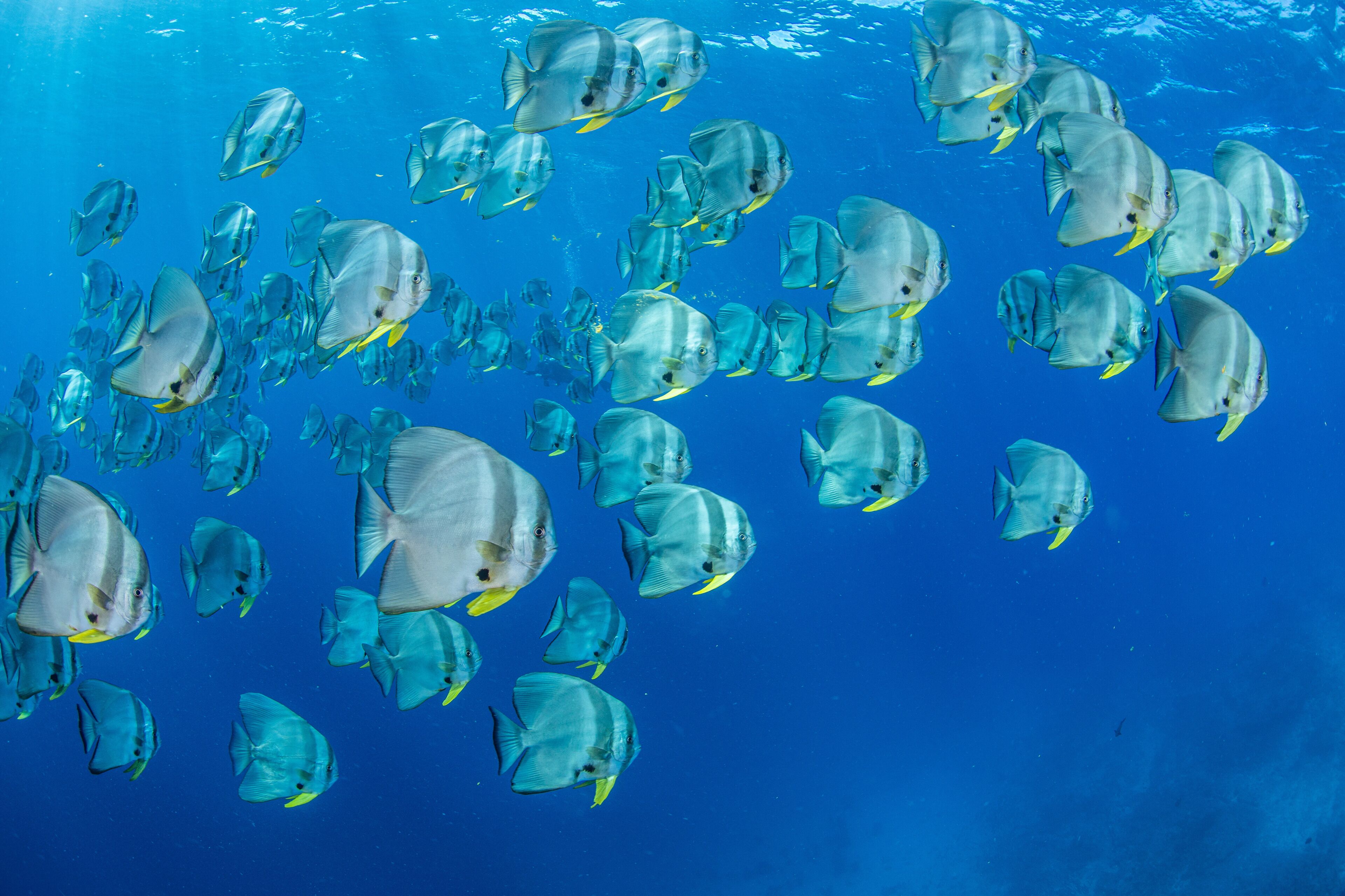 A school of fish swimming in the ocean.