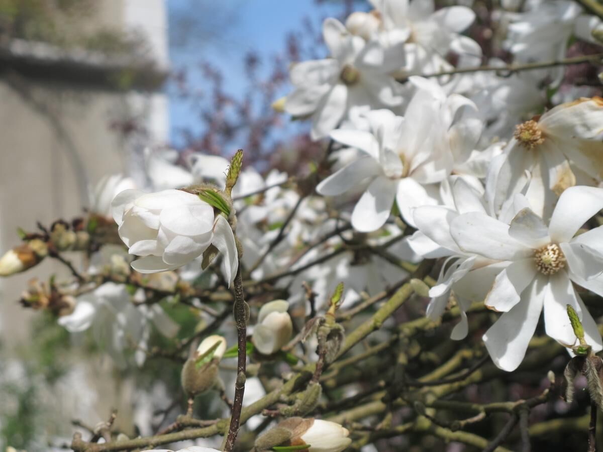 Foto - Villa Dampierre