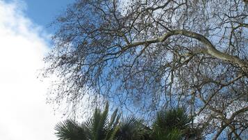 Un árbol con un cielo despejado al fondo.