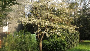 Un jardín con un árbol en plena floración, una planta en maceta y un edificio de ladrillo al fondo.