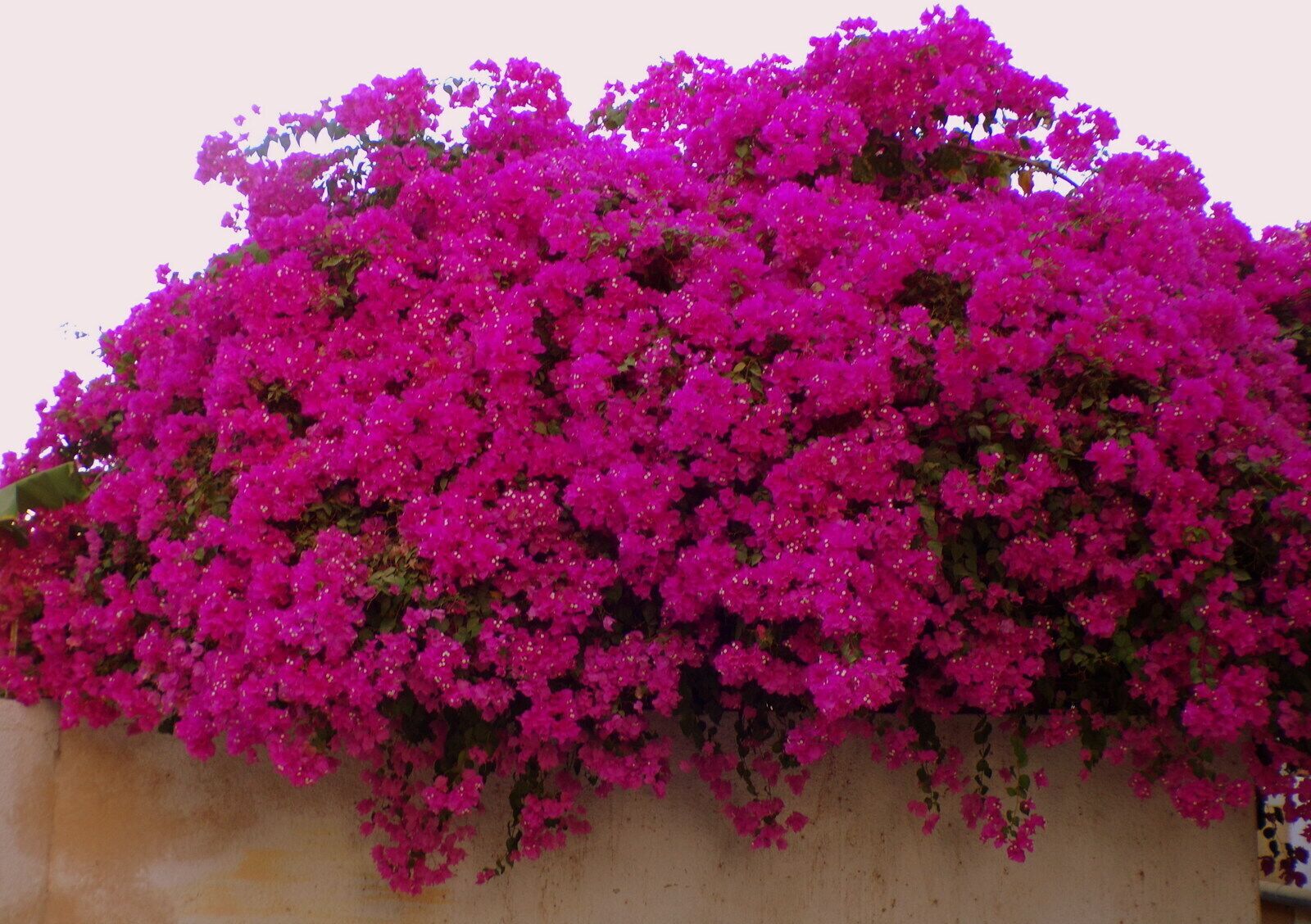 A wall covered with vibrant pink bougainvillea flowers.