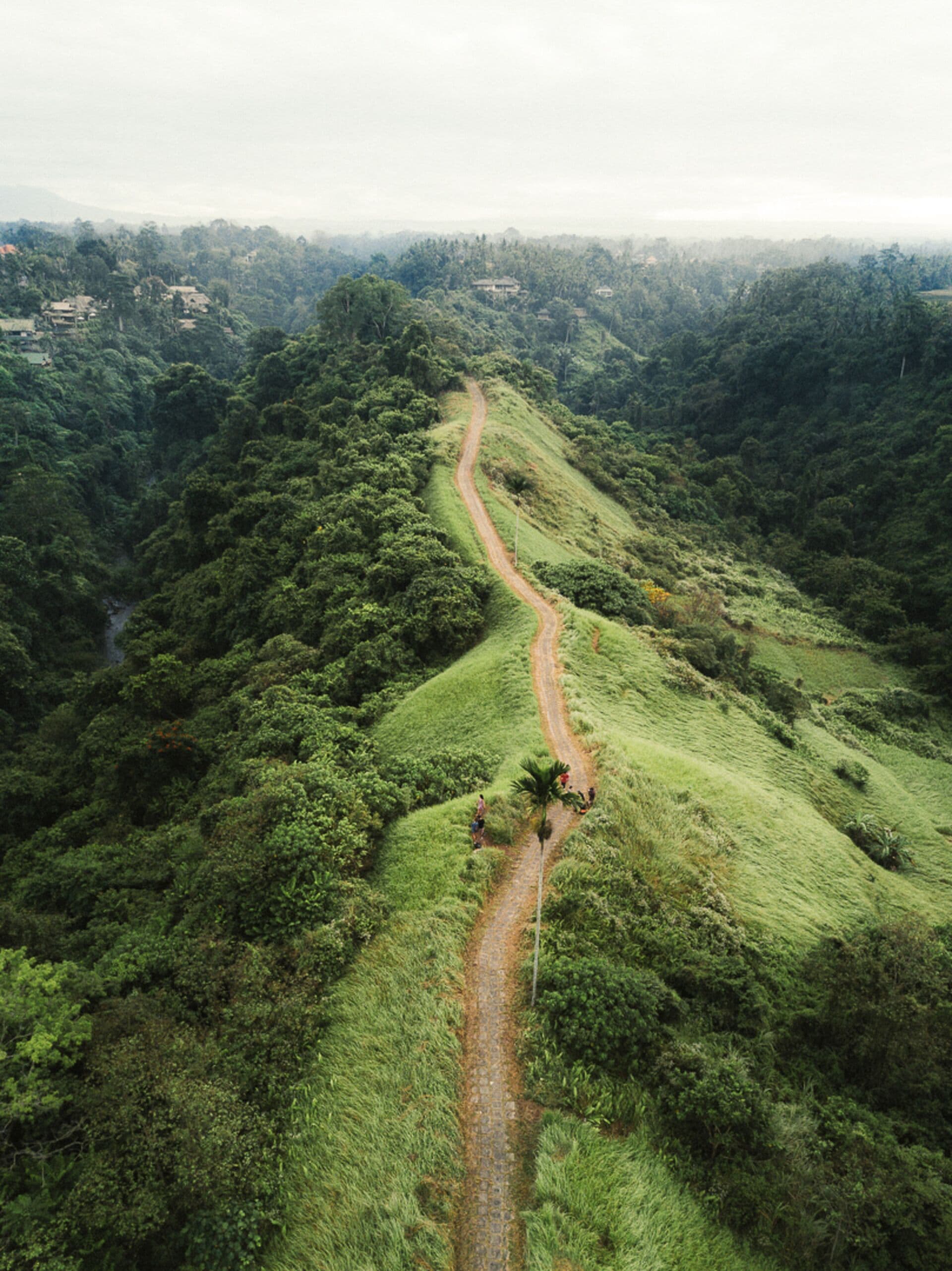 A winding dirt path through a lush, green landscape with dense vegetation on either side.