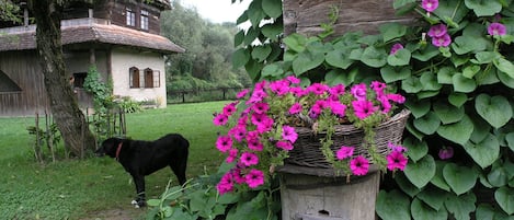 Tuin
