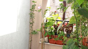 Un piccolo giardino con diverse piante e fiori in vaso, tra cui rose rosse e fiori bianchi.
