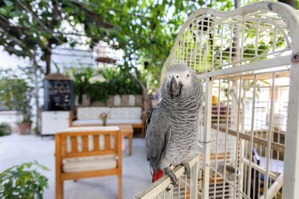 A parrot inside a white birdcage.