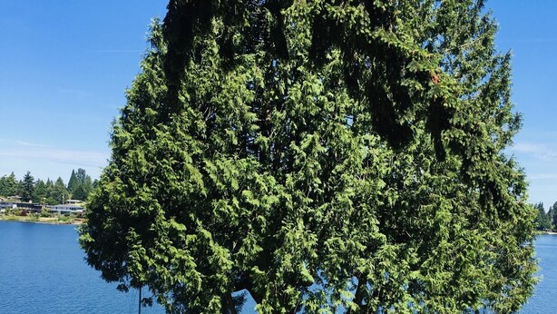 Un gran árbol junto a un lago con un muelle y sillas.