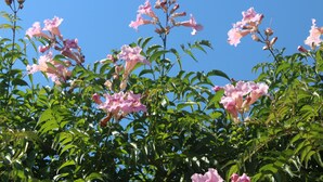 A garden with pink flowers and green leaves. - African Violet (Mbabane)