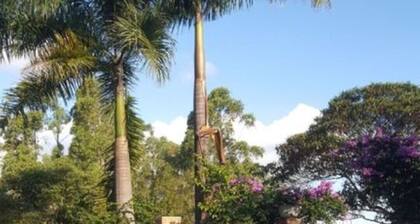 LEASE, EVENTS, TIROLESA, ARVORISMO, CRAFTSMAN, 360 ° VIEWPOINT