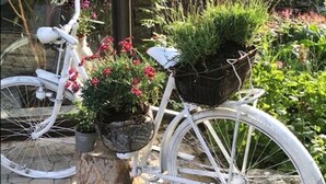 Ein weißes Fahrrad mit zwei Blumentöpfen, die vorne befestigt sind, steht auf einem Kopfsteinpflasterweg.