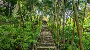 Una escalera de piedra rodeada de helechos verdes y palmeras.
