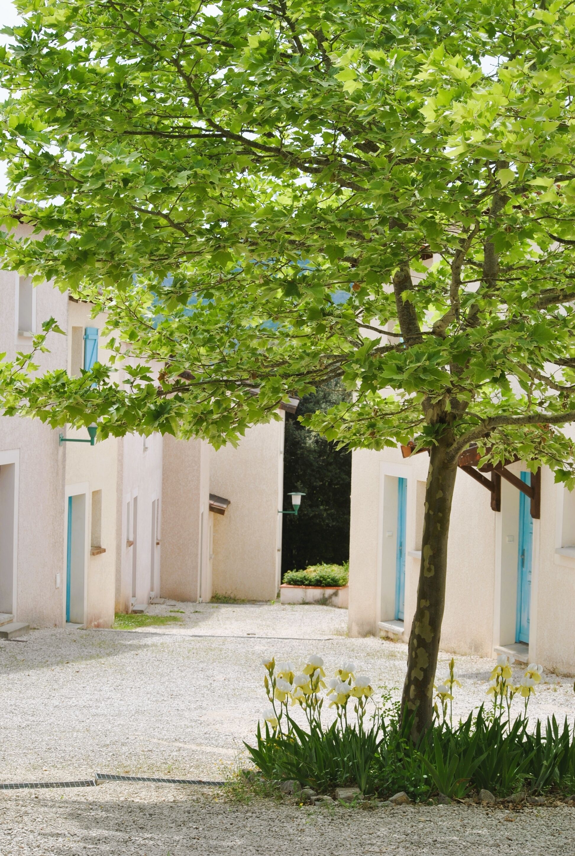 Une cour avec un arbre, des murs blancs et des portes bleues.