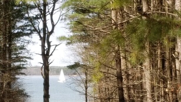 Un sendero que lleva a un muelle a orillas de un lago, rodeado de árboles.