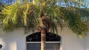 Una palmera frente a un edificio blanco con un ventanal grande. Hay dos sillas Adirondack, una verde y una amarilla, a cada lado del árbol.