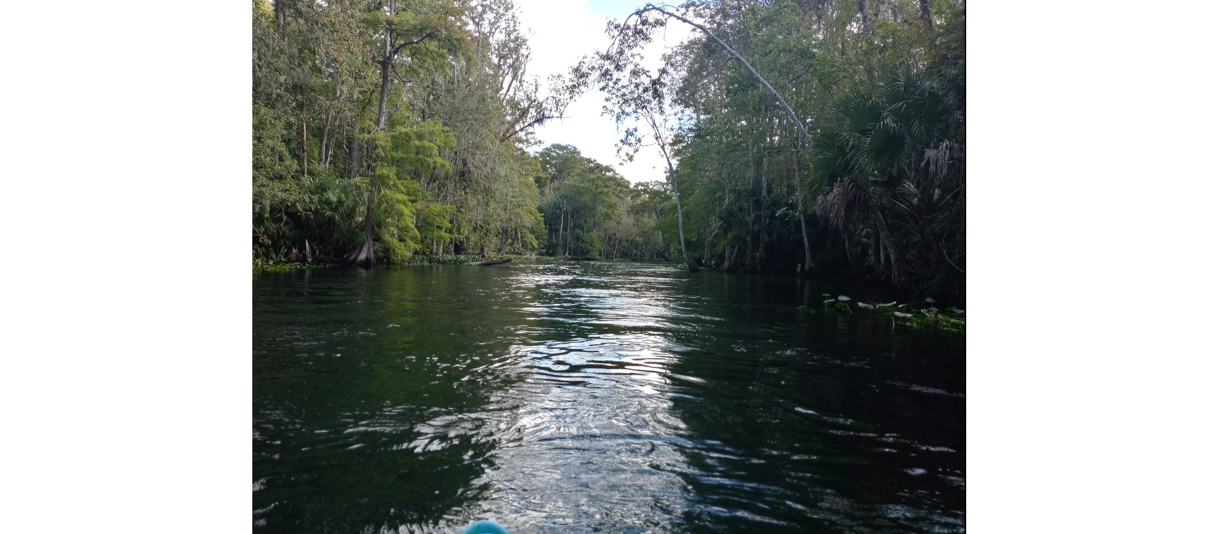 Um rio rodeado por uma floresta densa.