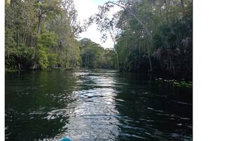 Um rio rodeado por uma floresta densa.