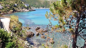 A coastal landscape with clear waters, rocky shores, and a pine tree in the foreground.