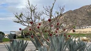 A landscaped garden with agave plants and heart-shaped decorations, a paved area, and a mountainous backdrop. - X-Mas in CABO Novaspania- AMAZING - RESORT VILLA-  PRIVATE POOL- & QUIVIRA GOLF (Cabo San Lucas,)