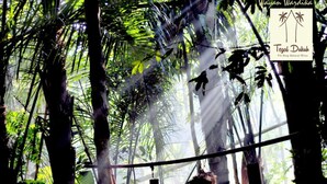 A lush indoor garden with dense foliage and a hanging swing. - Tegal Dukuh Camp (Taro)