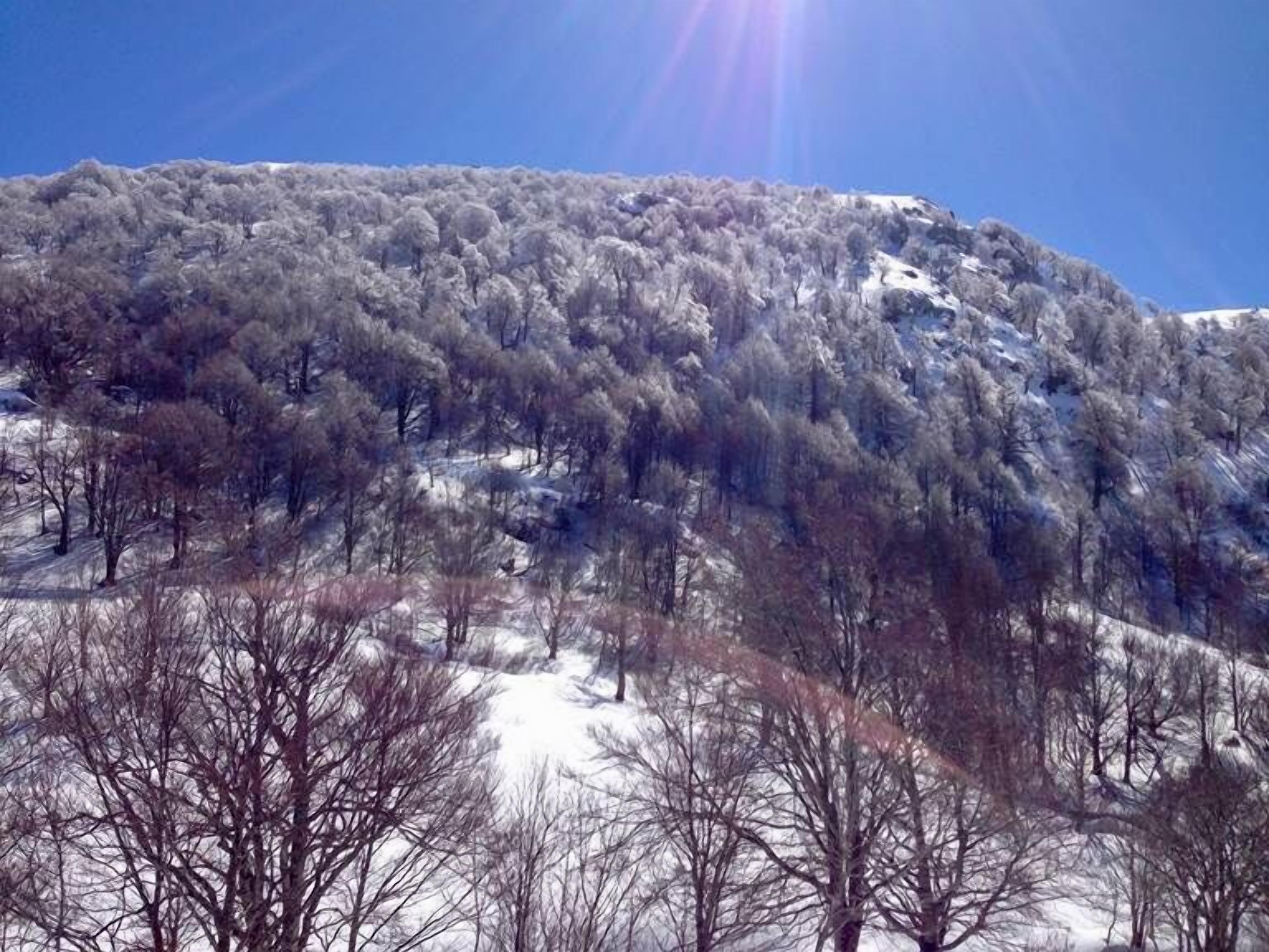 A snowy mountain landscape with dense forest coverage.