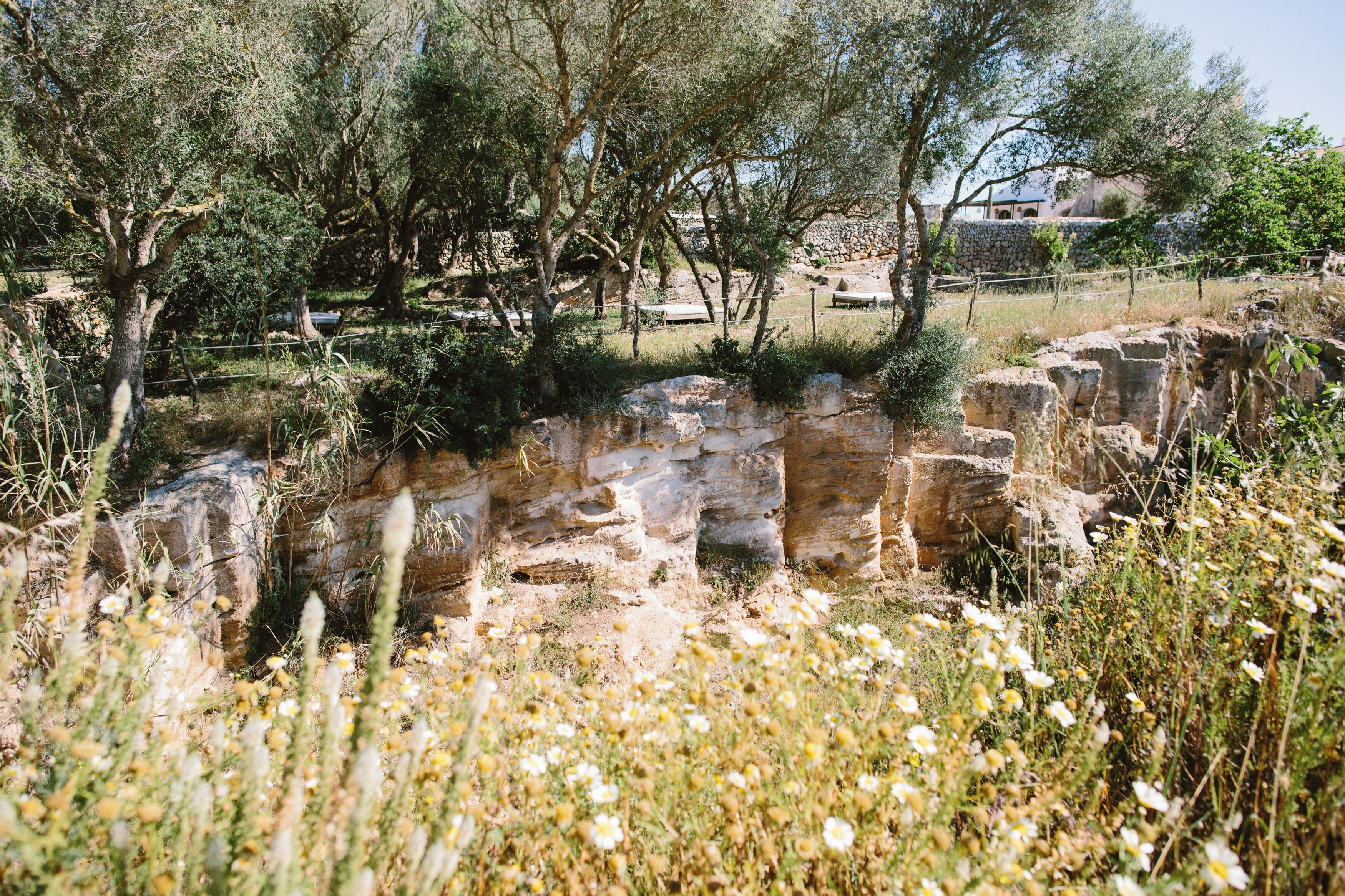 A natural landscape with trees, a stone wall, and a small stream.