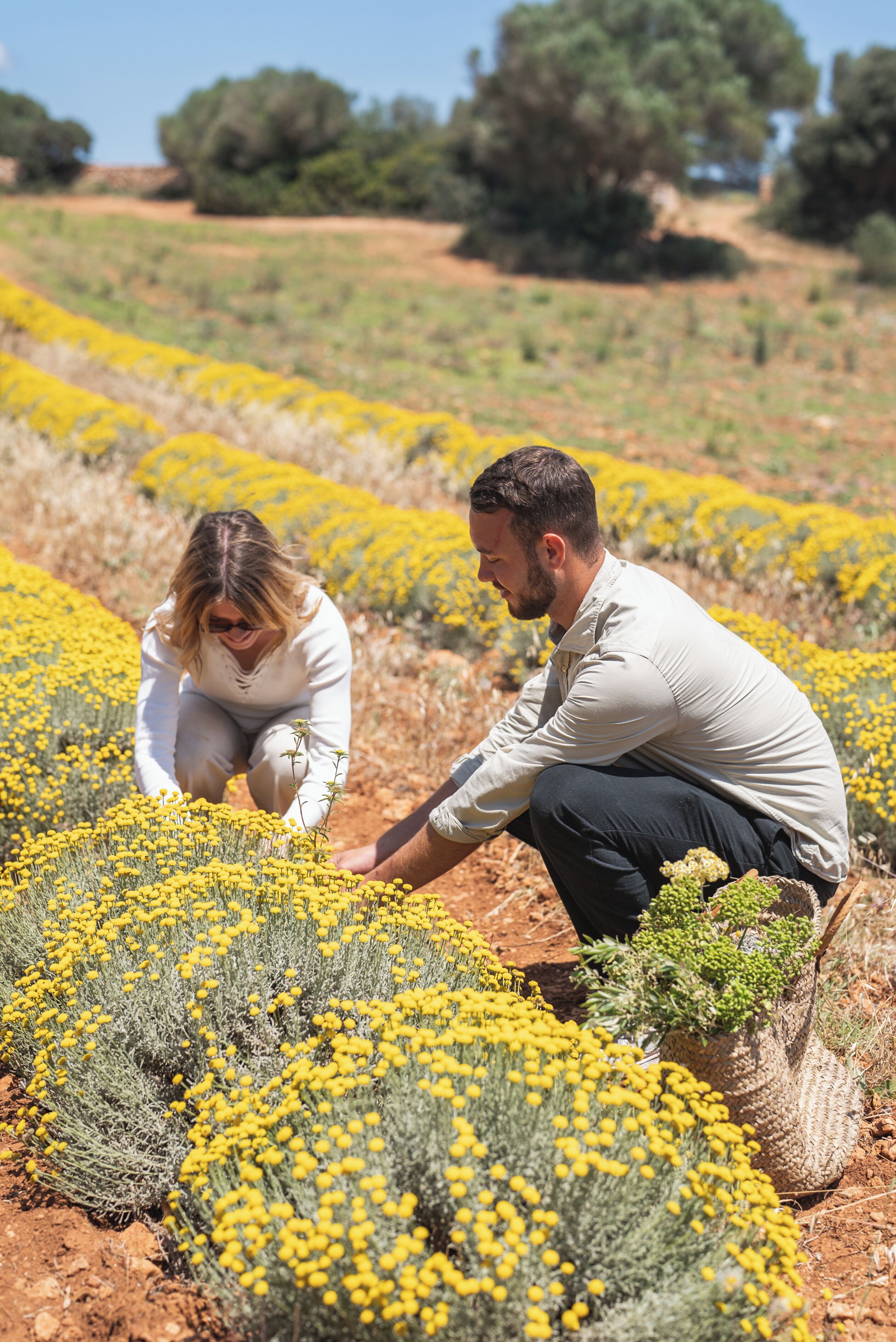 Dos personas observando flores amarillas en un campo.