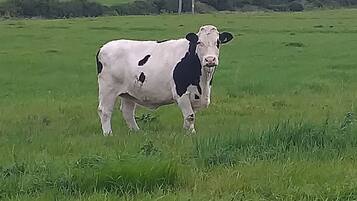 A white and black cow standing in a grassy field.