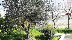 House, 3 Bedrooms, Garden View | Property grounds - "casa Vacanze \"penelope\" Otranto Centro, Salento 6/7 Posti" (Otranto)