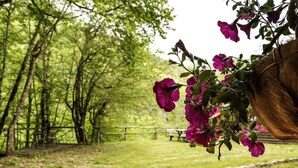 A pathway with a wooden bench and a hanging flower basket.