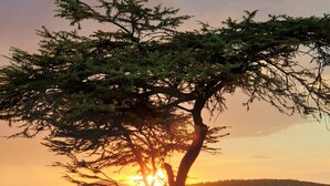 A tree with a clear view of the sunset in the background. - Olonyori Maasai House (Maasai Mara)