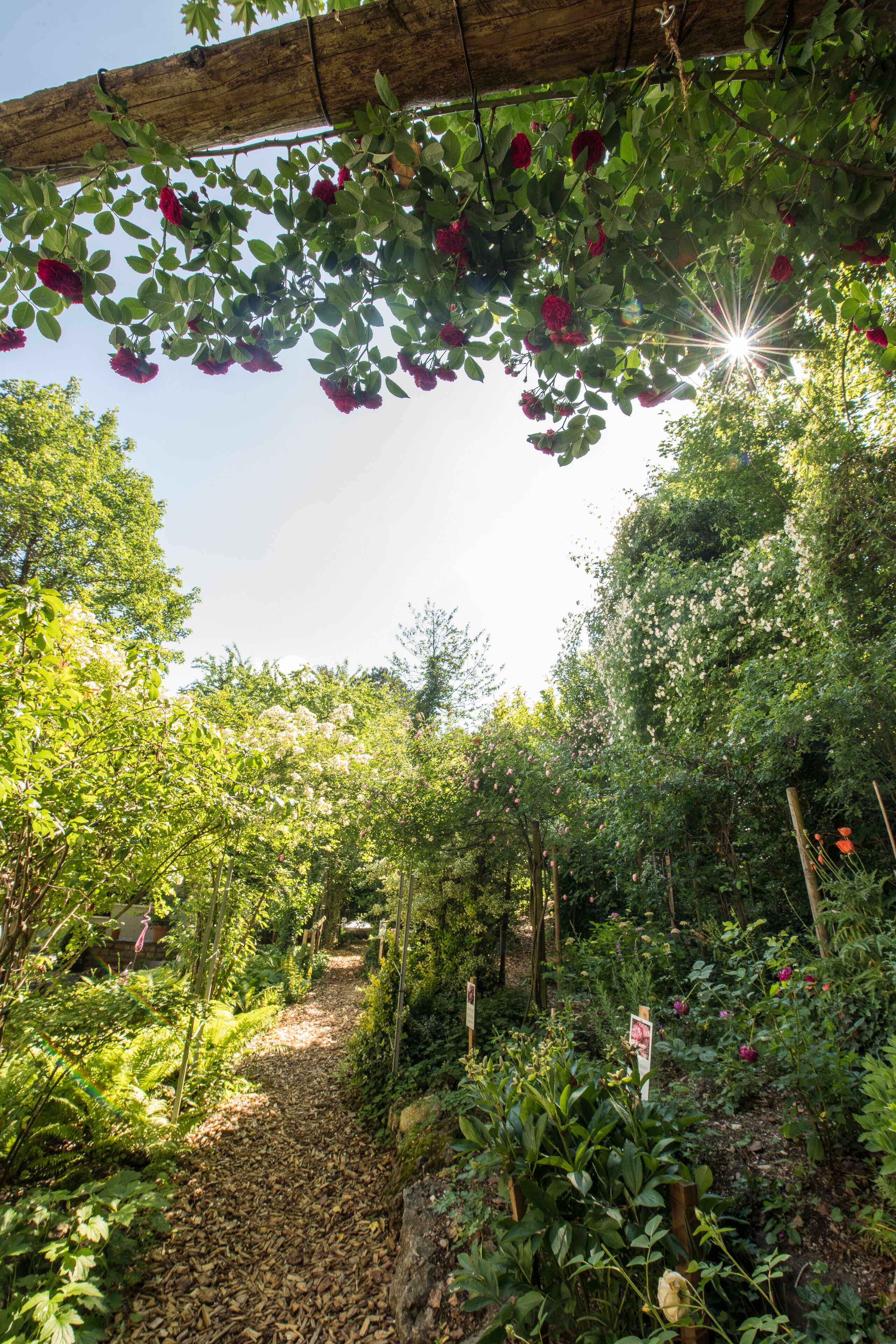A garden with a wooden pergola, various plants, and a pathway.