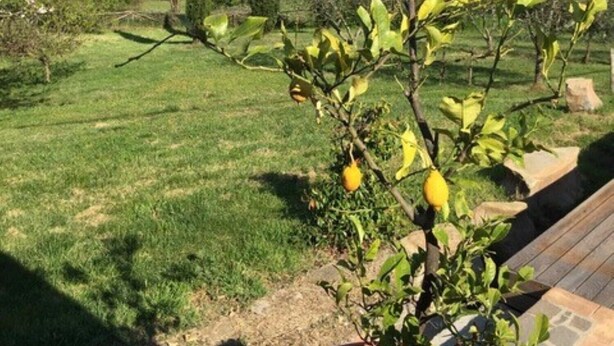 A garden with a lemon tree, a wooden deck, and a view of distant hills. - Guest house with a large terrace right by the pool (Murci)