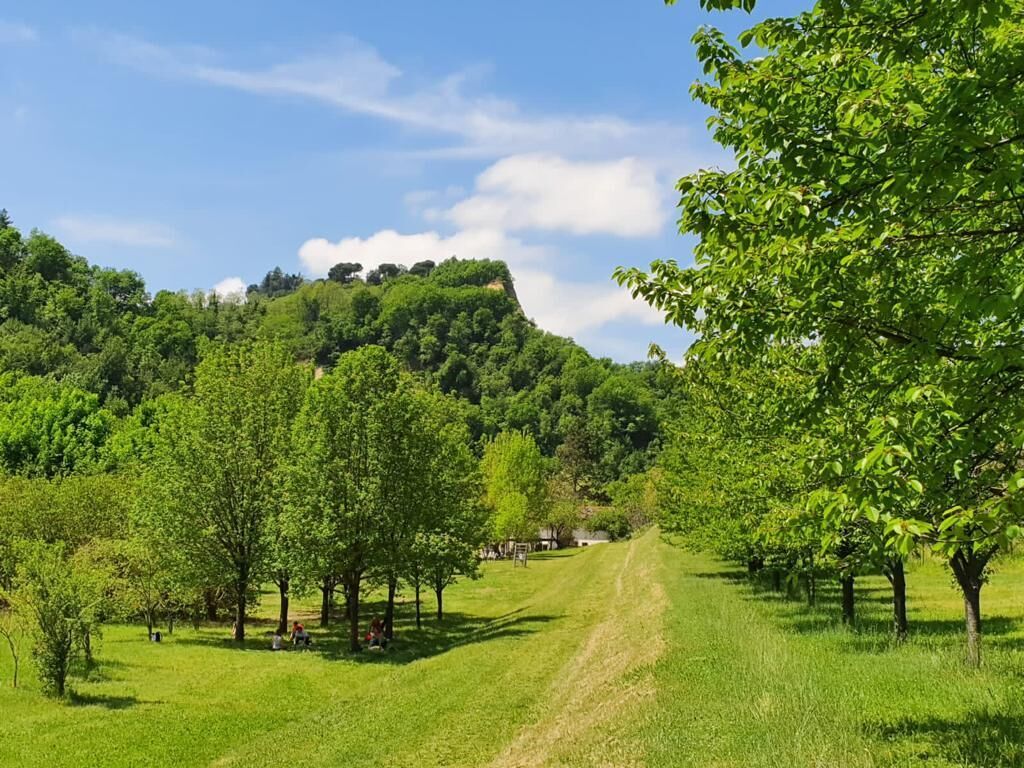 Un paisaje verde exuberante con un sendero de tierra que atraviesa un arboleda.