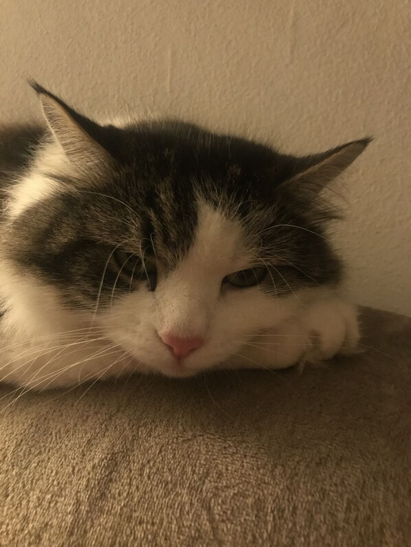 A close-up of a cat's face.