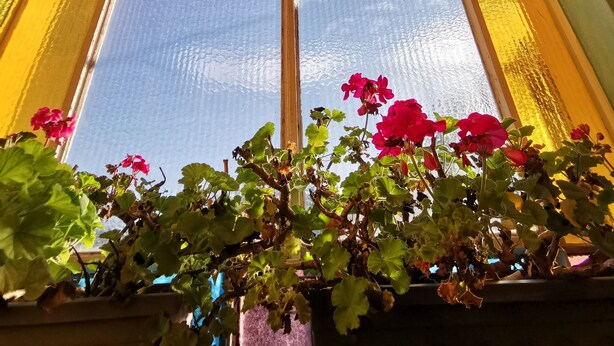 A window with stained glass panes and a flower box with pink flowers. - B&B Ad Quintum Torino (Collegno)