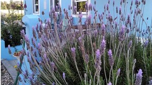 A blue building with three windows and a garden with lavender plants in front.