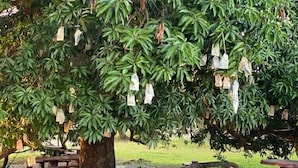 Un arbre dont les branches sont ornées de sacs suspendus, entouré de bancs en bois et bordé d’un chemin de gravier.
