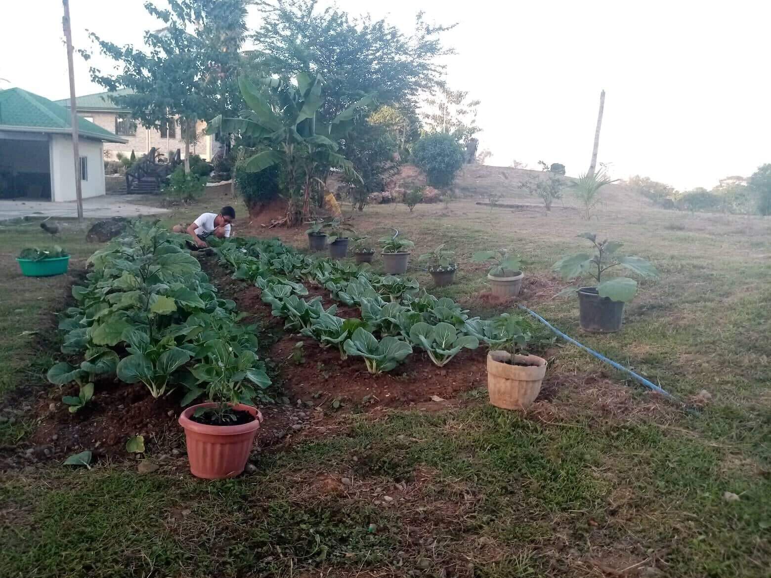 Un jardín con hileras de plantas frondosas, una persona cuidando las plantas y una casa al fondo.