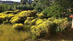 A garden with yellow flowering plants and green trees. - Apartment in Lopar with Terrace, Air condition, WIFI (4918-1) (Lopar)