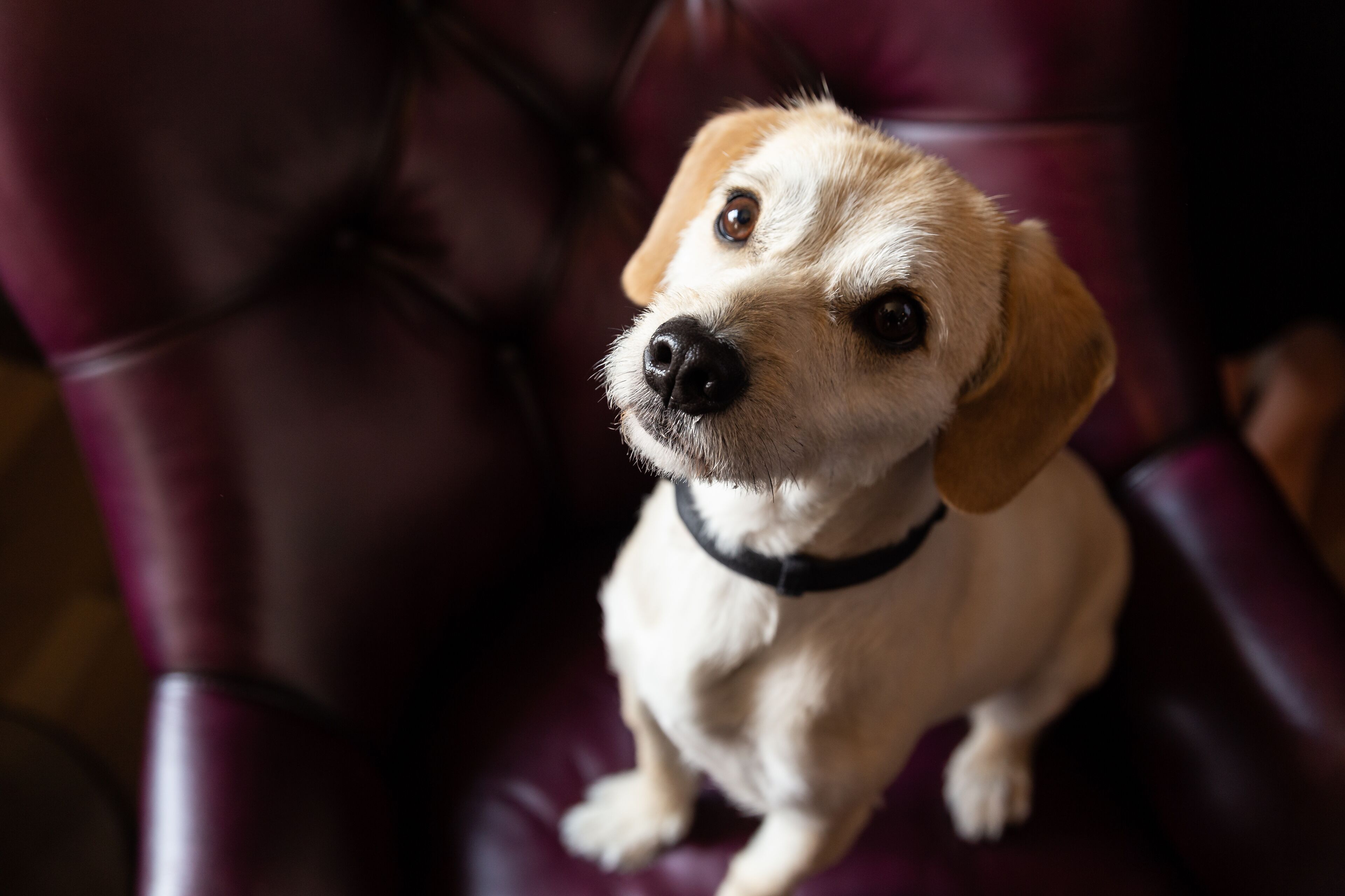 Foto - The Industrialist Hotel, Pittsburgh, Autograph Collection